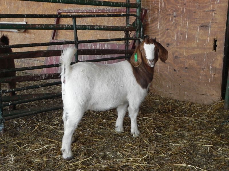 187G Doeling - Boer Goat Doe