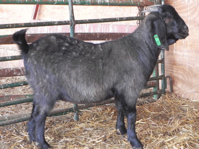 167 Black Doeling SOLD T. P. - Boer Goat Doe
