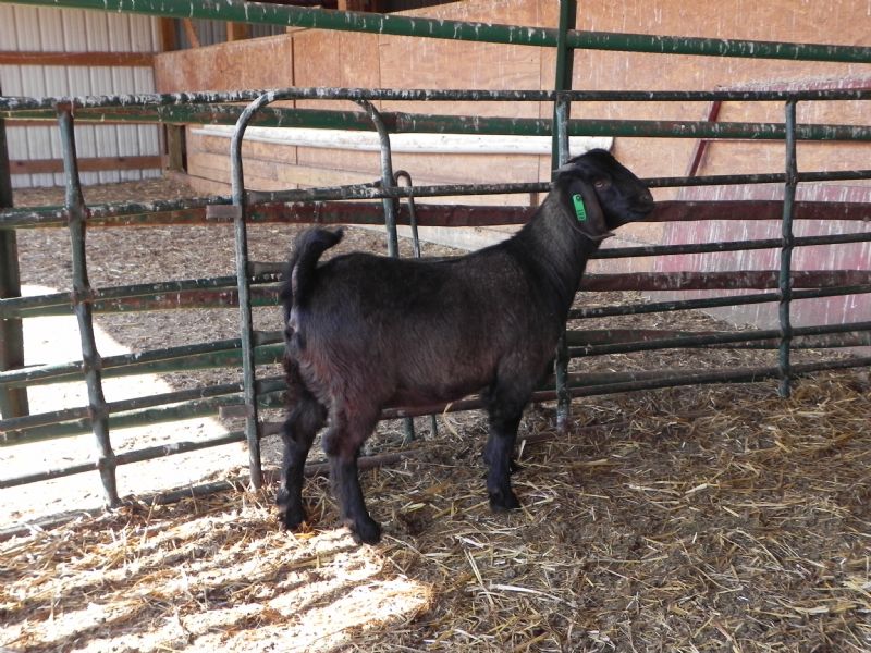 188G Black Doeling T. P. - Boer Goat Doe