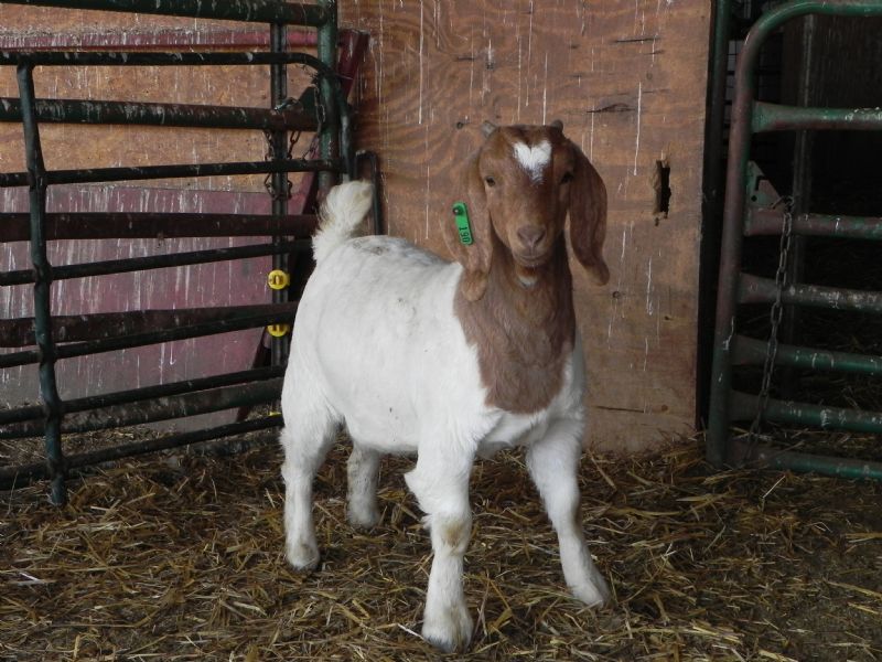 190G Doeling - Boer Goat Doe