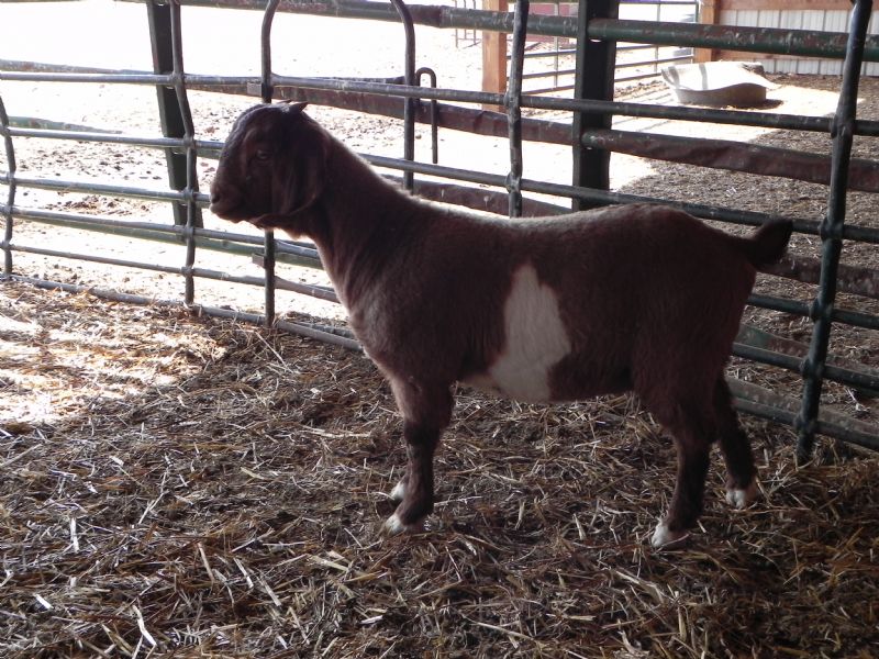 189G Paint Doeling SALE PRICE $600! - Boer Goat Doe