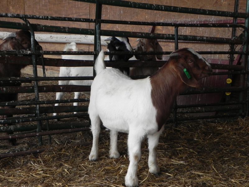 181G Doeling - Boer Goat Doe