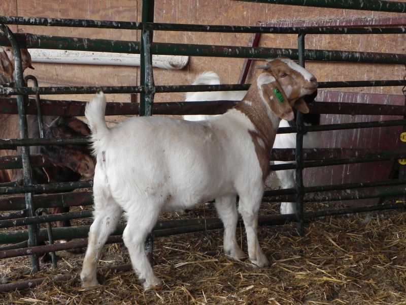 178G Spotted Head Doeling - Boer Goat Doe