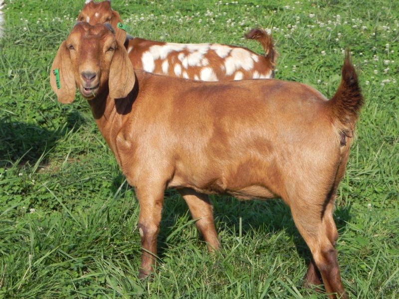 163G Red Doeling SALE PRICE $500 - Boer Goat Doe