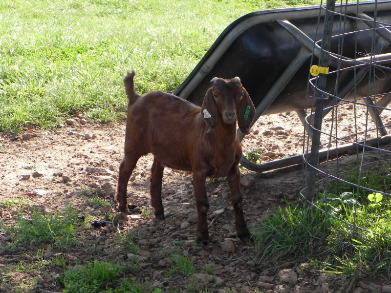 199G - Boer Goat Doe