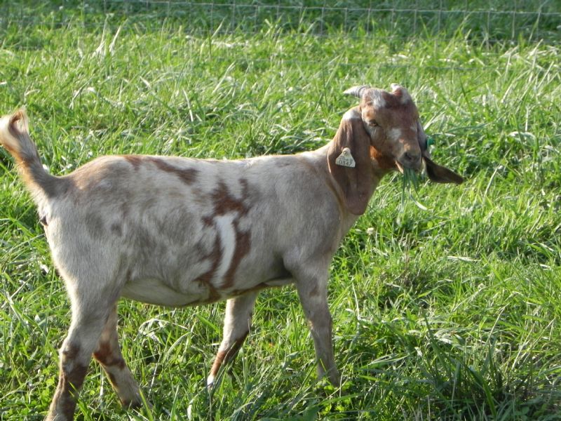 200G - Boer Goat Doe