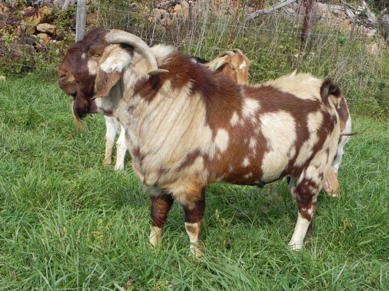 Max Boer Goats Imax Vegas - Boer Goat Buck