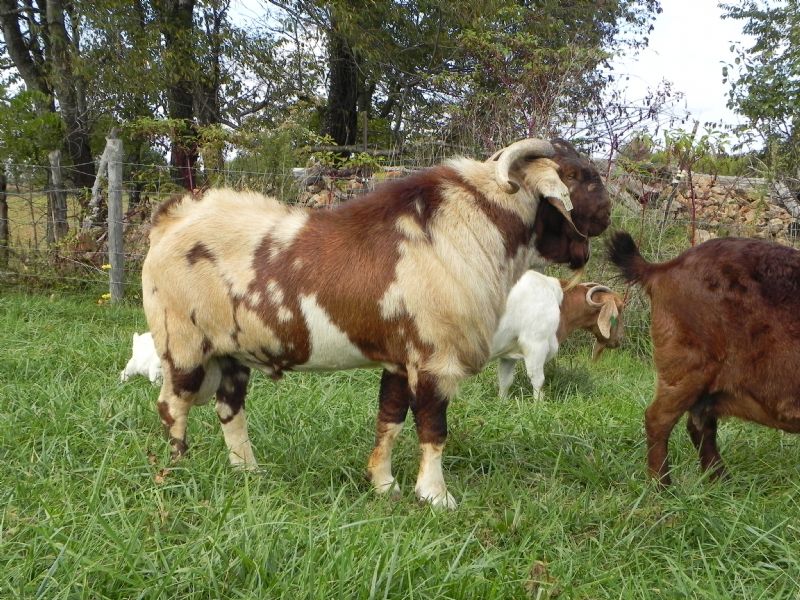 Max Boer Goats Imax Vegas - Boer Goat Buck