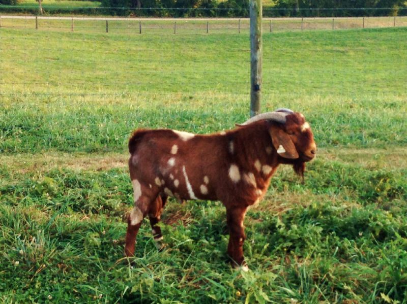 358P ***REDUCED** $850 - Boer Goat Buck
