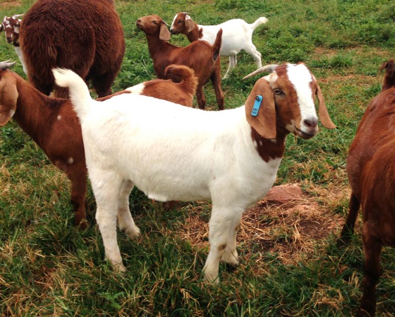 83B - Boer Goat Doe