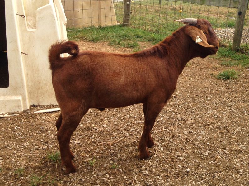 #412P Red buckling  ***SOLD*** A & J - Boer Goat Buck