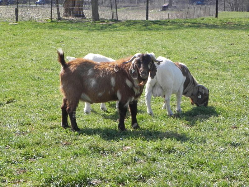 361P - Boer Goat Buck