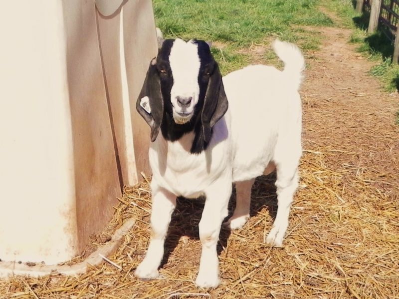 429P - Boer Goat Buck