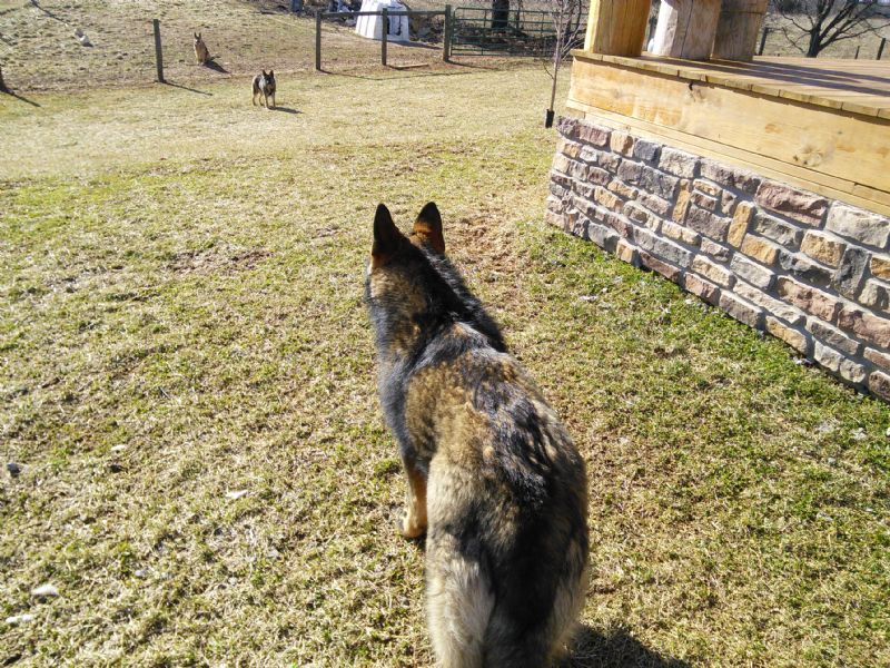 Brutus (AKC Registered German Shepherd)**SOLD** - Previously Sold Dog Puppy