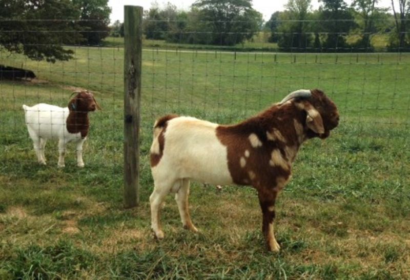 #398P Dappled Buck** REDUCED** $850 - Boer Goat Buck