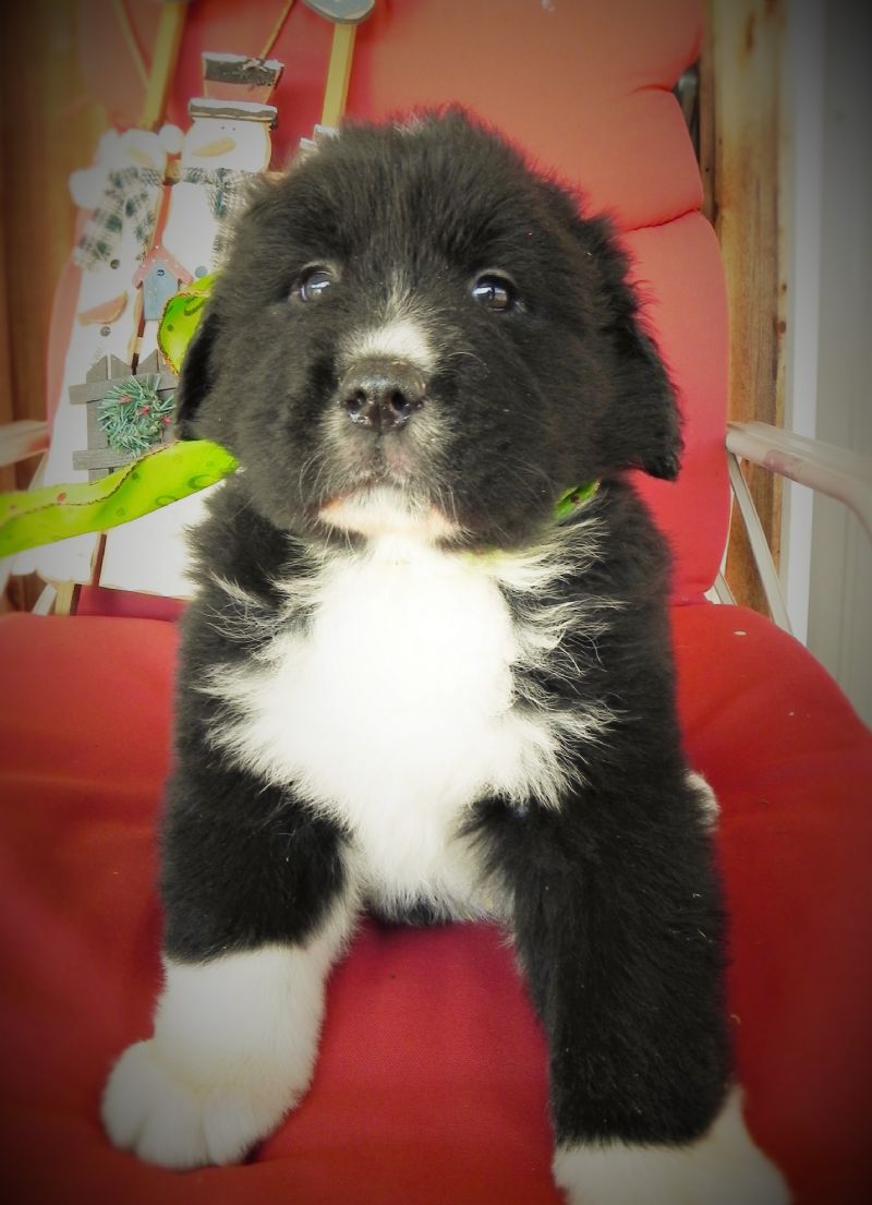 Sofie's puppy #3 Male ***SOLD*** - Previously Sold Dog Puppy
