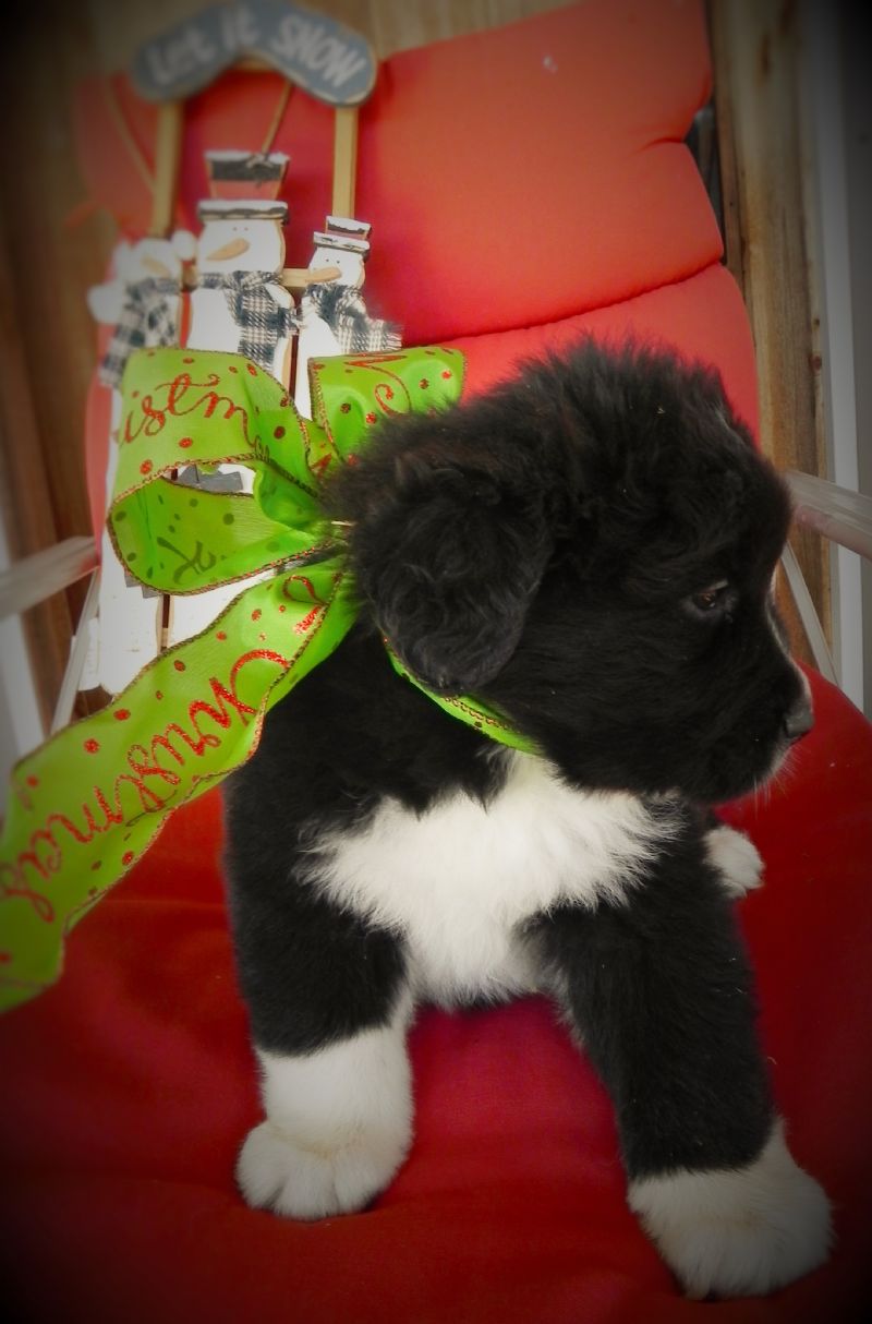 Sofie's puppy #3 Male ***SOLD*** - Previously Sold Dog Puppy