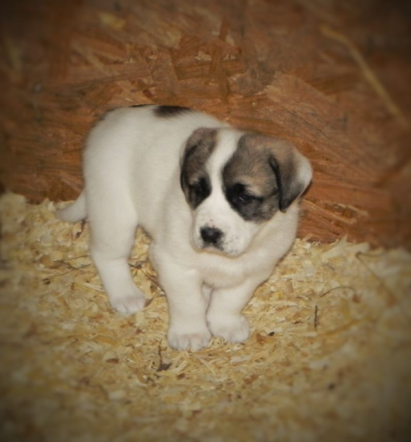 ANNIE'S PUPPY #4 FEMALE***SOLD***LAURA R. - Previously Sold Dog Puppy