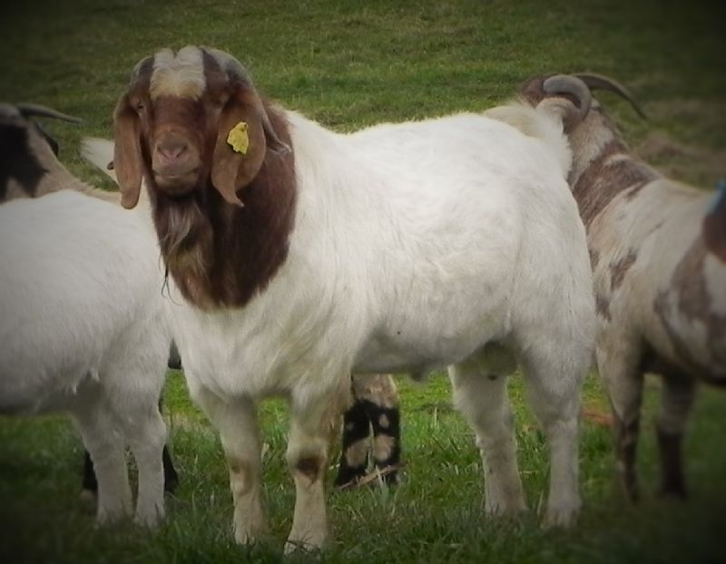 Bear Creek D772 - Boer Goat Buck