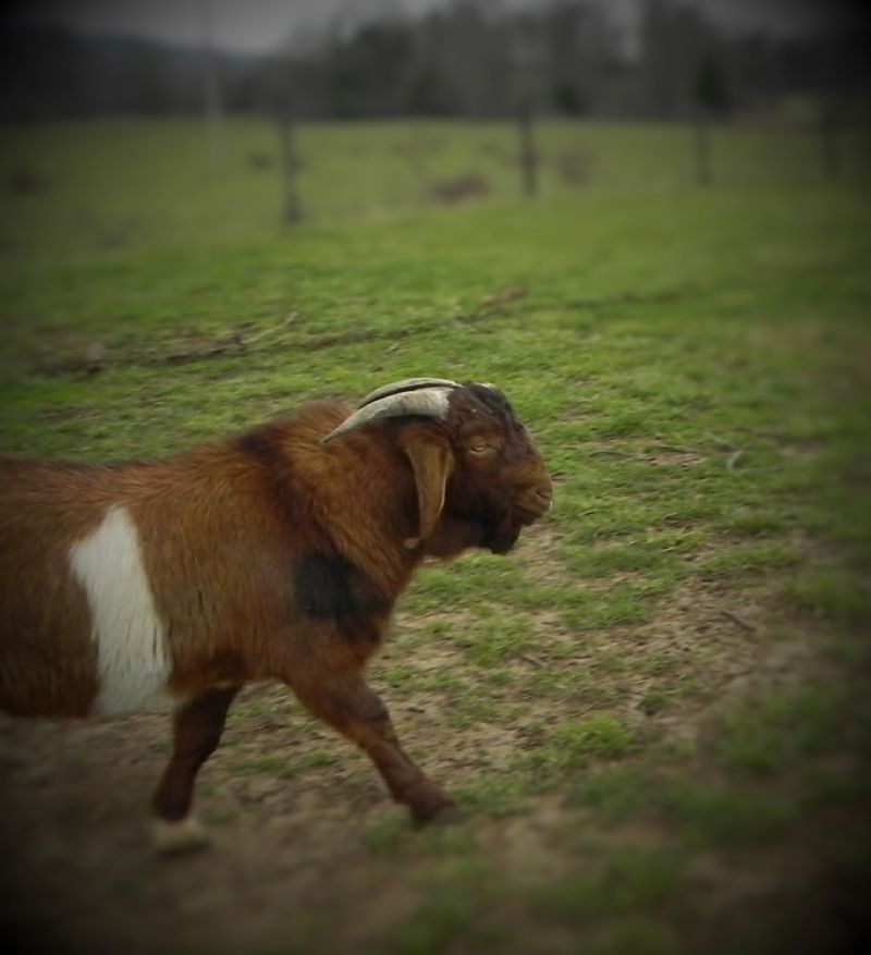 White Banded Buck**REDUCED** $675 - Boer Goat Buck