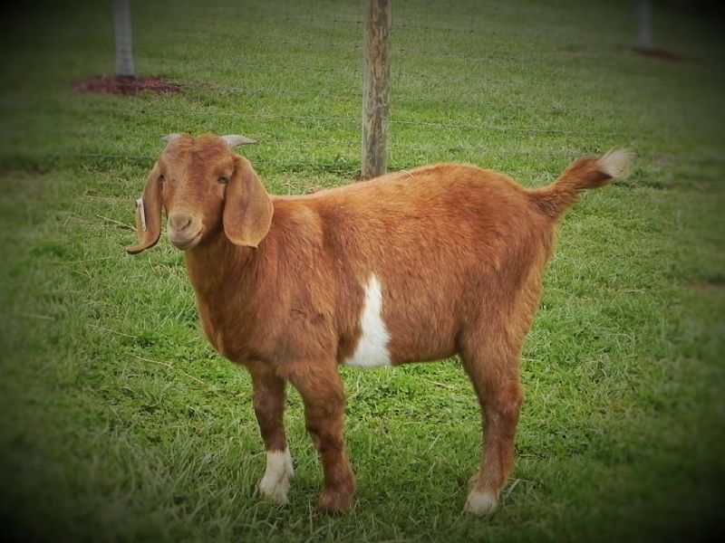 29W DOELING - Boer Goat Doe
