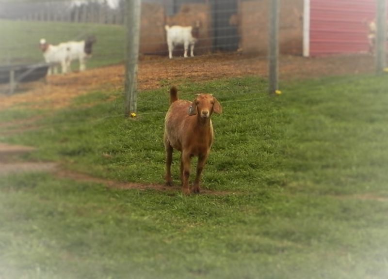 #93B - Boer Goat Doe