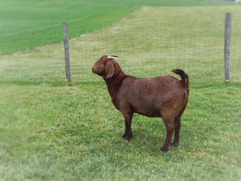 91B - Boer Goat Doe