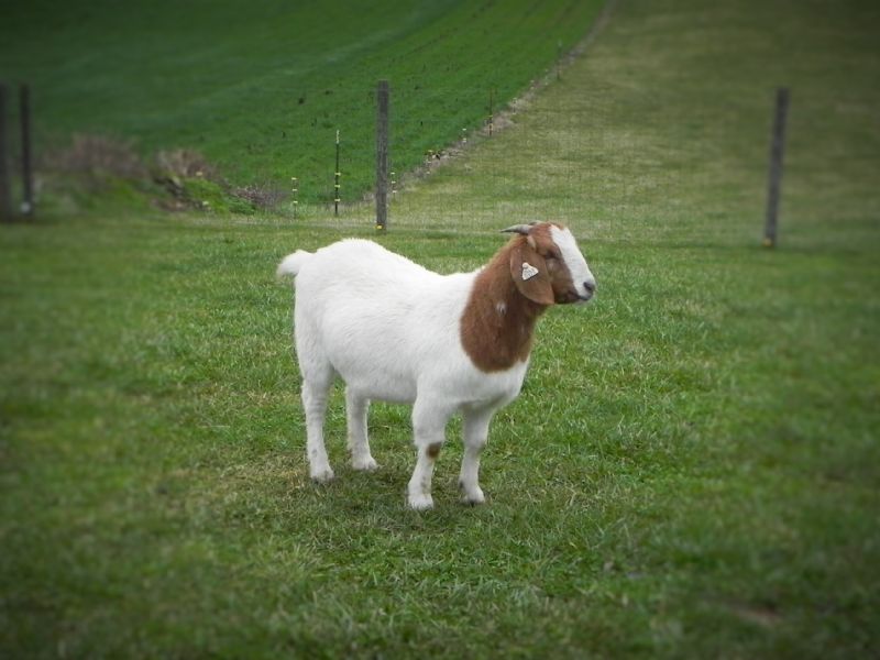 #425 Doeling - Boer Goat Doe