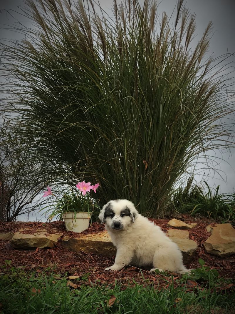 ESTER'S FEMALE #5 PUPPY***SOLD***Sandy S - Previously Sold Dog Puppy