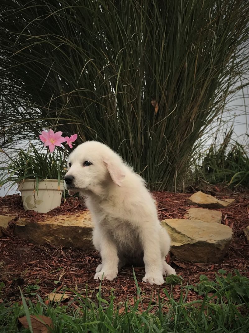 ESTER'S #8 FEMALE PUPPY*AVAILABLE* - Guard Dog Puppy