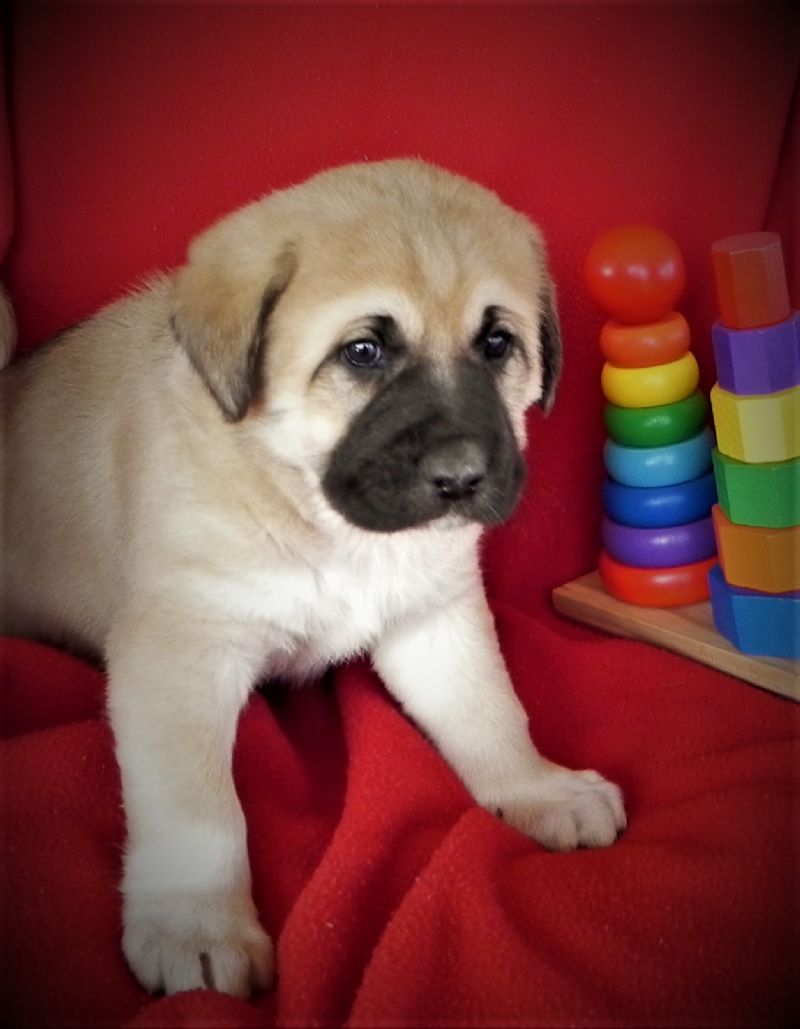 LAYLA'S MALE PUPPY #7**SOLD-Courtenay & Stacey*** - Previously Sold Dog Puppy
