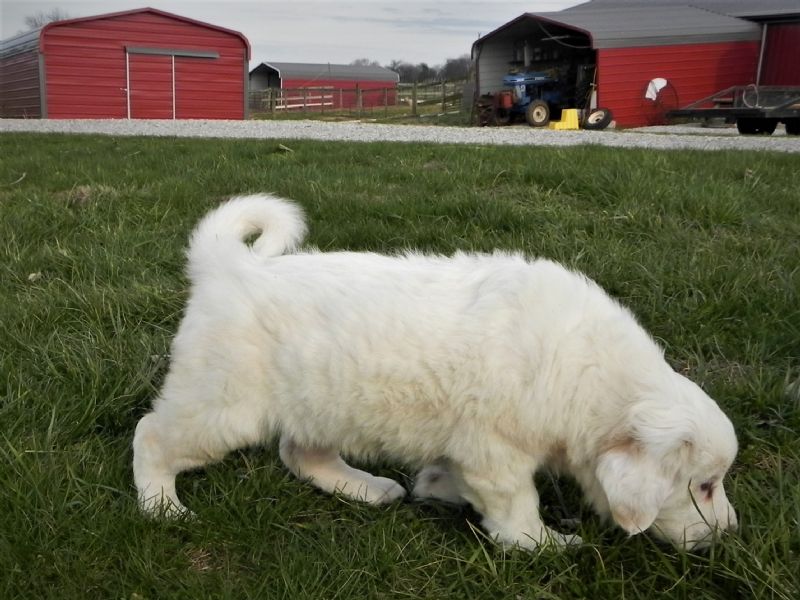 ESTER'S #5 FEMALE***SOLD***Courtenay & Stacey - Previously Sold Dog Puppy