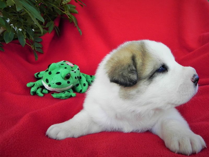 ESTER'S MALE PUPPY #3**SOLD**Judy & Robert M. - Previously Sold Dog Puppy