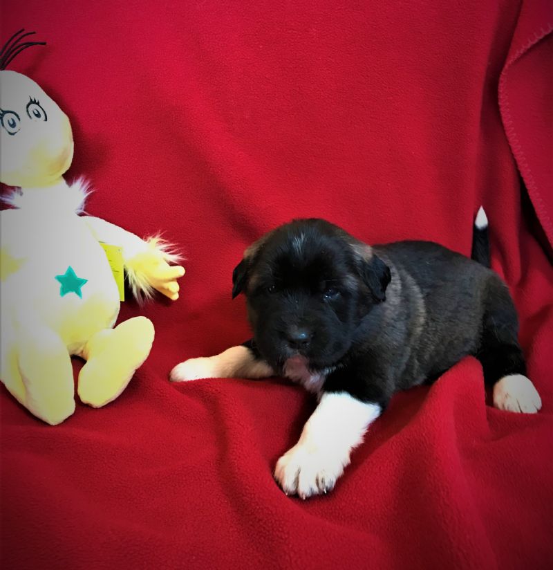 LAYLA & FIDO'S FEMALE PUPPY #4**SOLD**E.V. - Previously Sold Dog Puppy