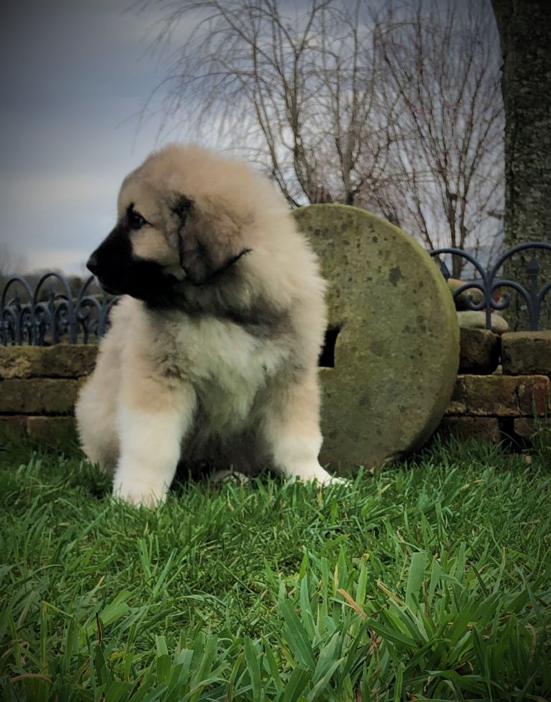 Covi Male Puppy #2 *SOLD**MARIAH & JORDAN - Previously Sold Dog Puppy