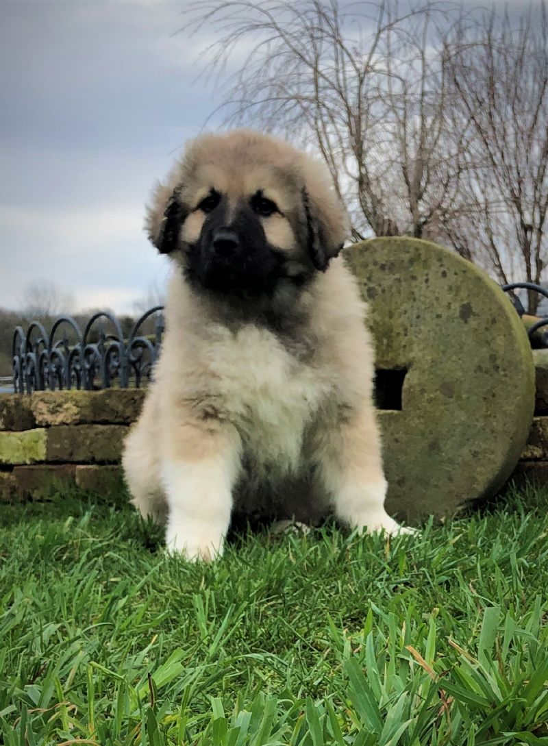 Covi Male Puppy #2 *SOLD**MARIAH & JORDAN - Previously Sold Dog Puppy