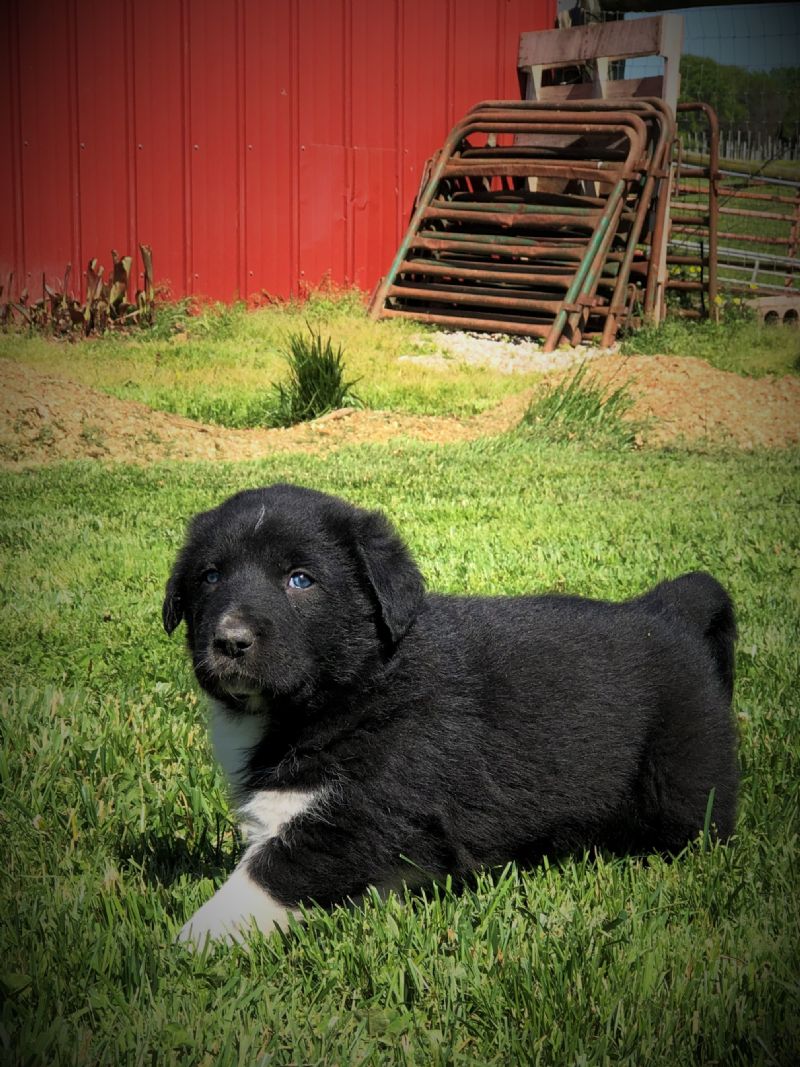 MIA'S #8 MALE***SOLD***JENNIFER T - Previously Sold Dog Puppy