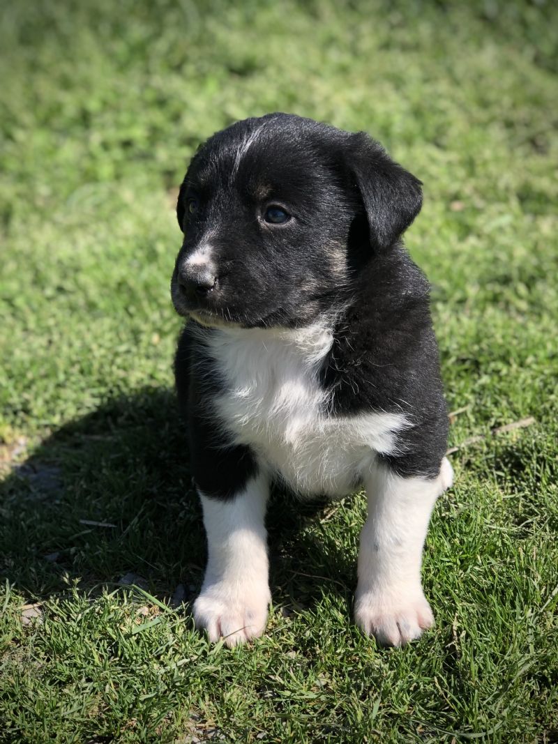 MIA'S #1 FEMALE ***SOLD***THOMAS - Previously Sold Dog Puppy