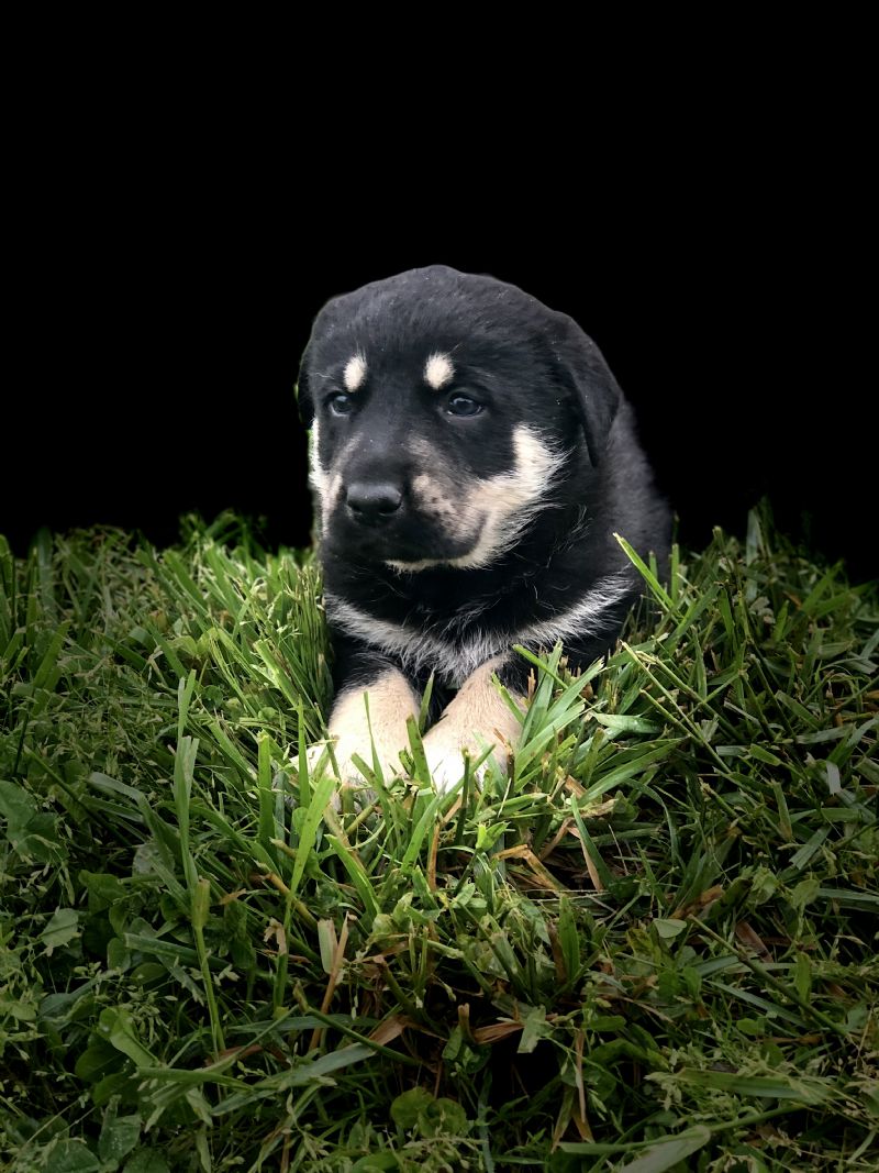 MIA'S #2 FEMALE***SOLD***Michael C - Previously Sold Dog Puppy