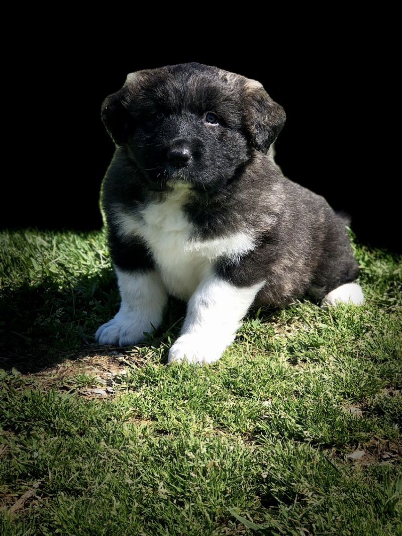 ZOE'S MALE #4***SOLD***NATHAN H - Previously Sold Dog Puppy
