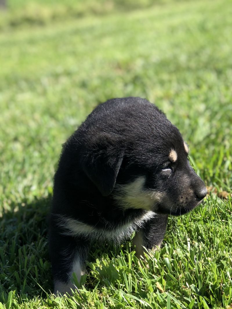 MIA'S #2 FEMALE***SOLD***Michael C - Previously Sold Dog Puppy