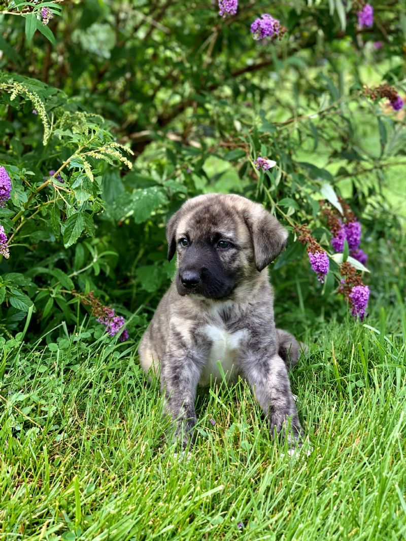 ANNIES MALE PUPPY #2***SOLD*** - Previously Sold Dog Puppy