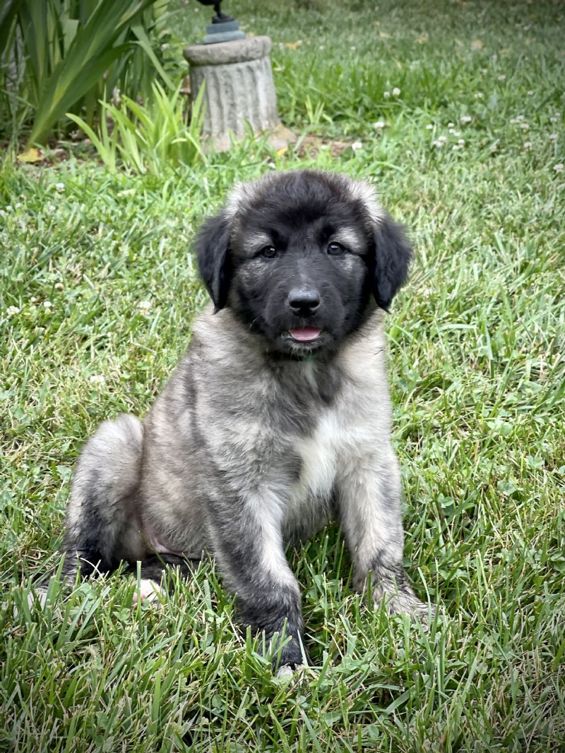 ANNIES FEMALE #4 ***SOLD*** Kristen B. - Previously Sold Dog Puppy