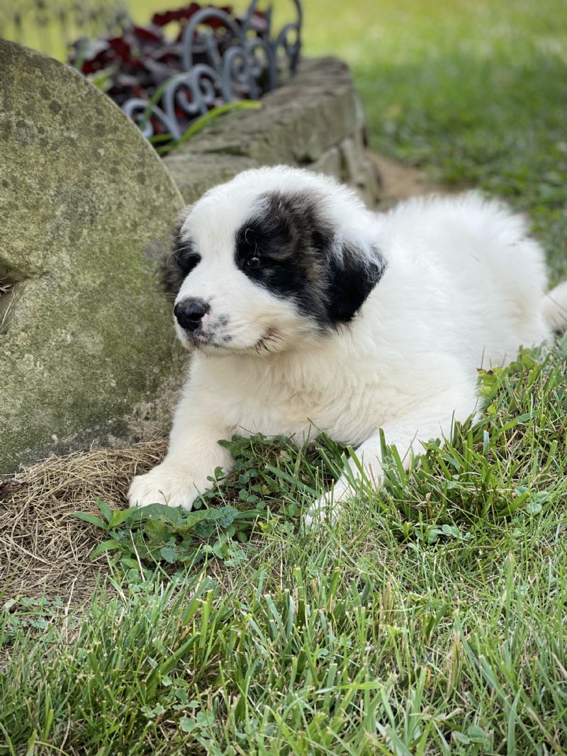 ZOE & ASAS MALE #1 Marshmallow **SOLD** Justin H - Previously Sold Dog Puppy