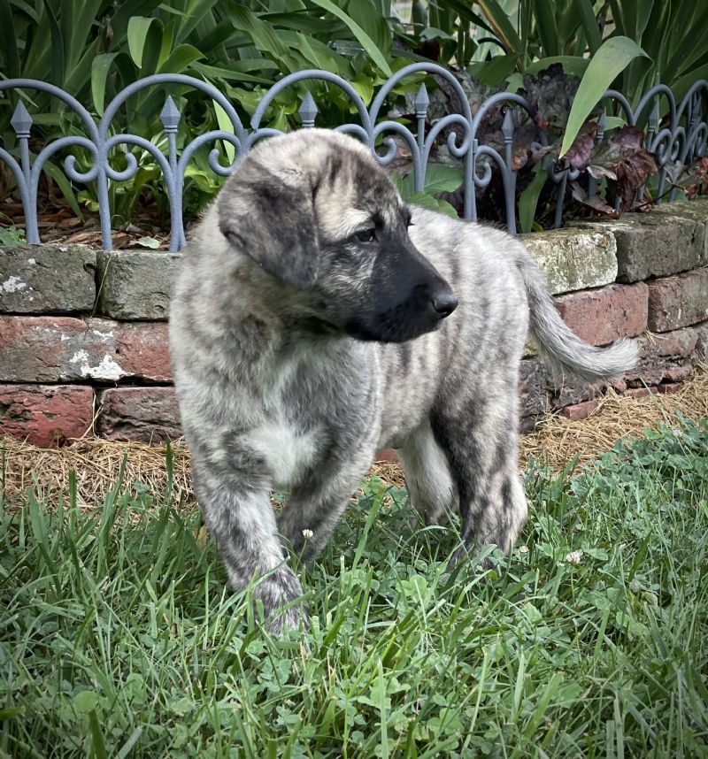 ANNIES MALE PUPPY #1 **SOLD** JUSTIN H - Previously Sold Dog Puppy