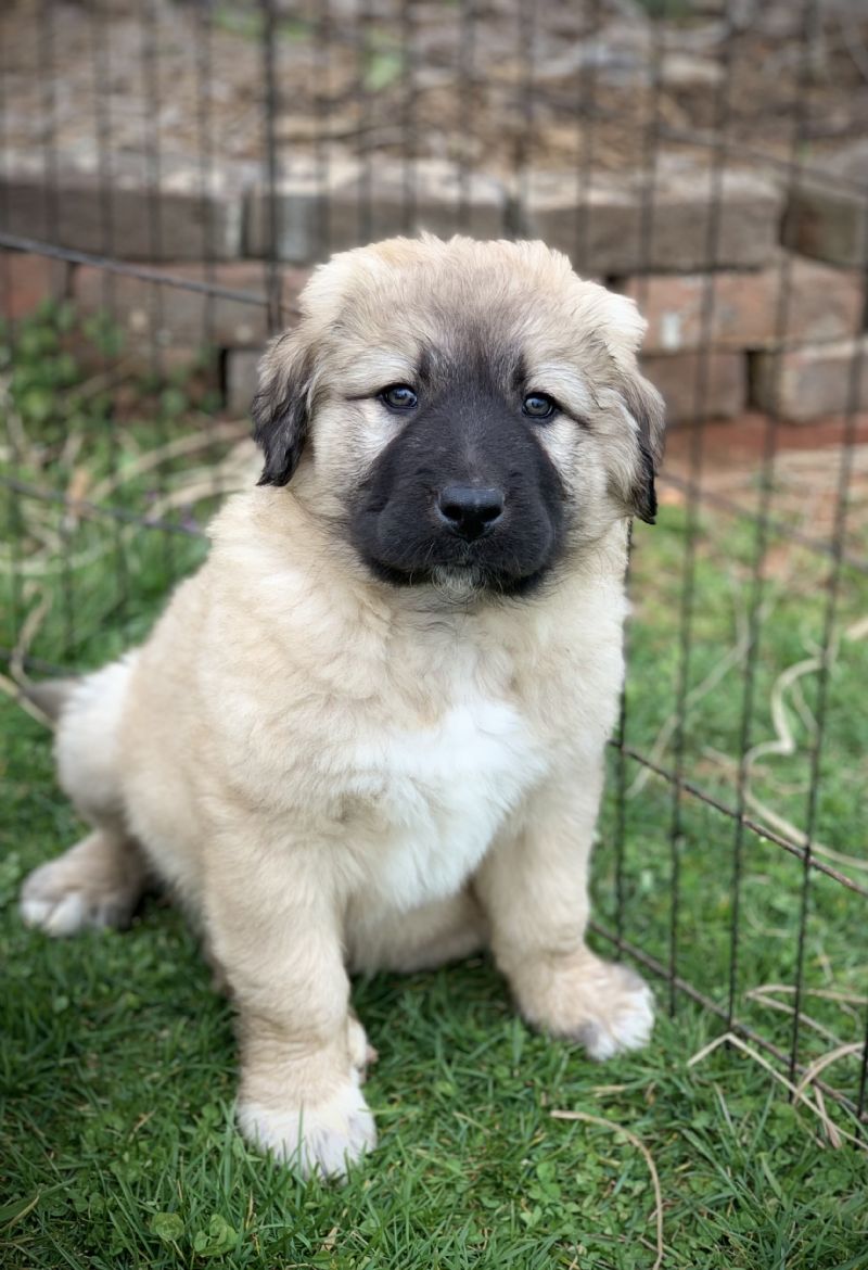 #4 MALE***Sold*** JB - Previously Sold Dog Puppy